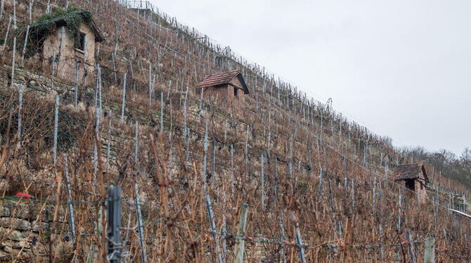 Mehrere Weinberghäuser stehen in Stuttgart in einem Weinanbaugebiet mit Hanglage.