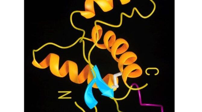 Darstellung der dreidimensionalen Struktur eines fehlerhaften Proteins. Foto: Handout