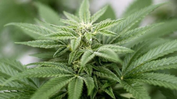 Der Eigenanbau von Cannabis und seine Verwendung als Rauschgift bleibt verboten. Foto: Matt Masin