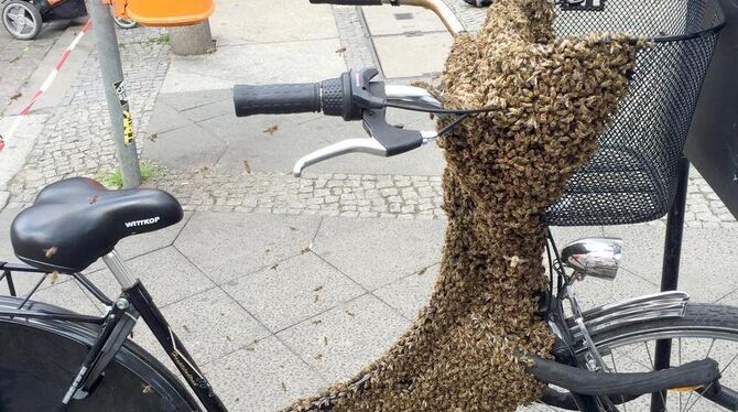 Da staunt der Radbesitzer nicht schlecht: Ein Bienenvolk hat sich den Drahtesel als Parkplatz ausgesucht.