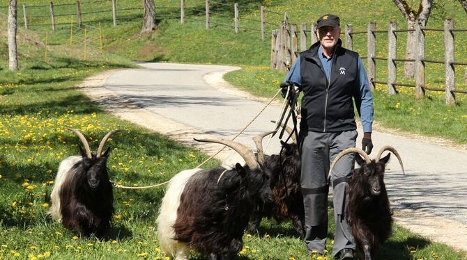 Ernst Hoffrichter führt seinen Viererpack Walliser Schwarzhalsziegen zur Arbeit gegen den Wildwuchs auf die  Marbacher Weiden. M