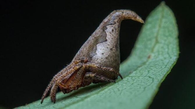 Die Spinne Eriovixia gryffindori. Sie hat ihren Namen von dem Charakter »Sprechender Hut« aus den Harry Potter Romanen. Foto: Su