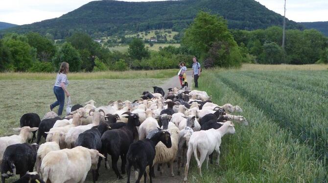 40 Mitläufer zählte die Menschenherde, die das bunte Grüppchen der organisierenden Schafsköpfe an der Seite der Schäferin begrüß