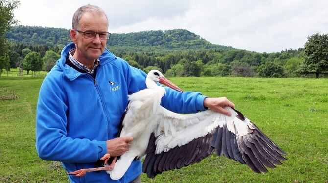 Verletzung verheilt: Daniel Schmidt-Rothmund, Leiter des Nabu-Vogelschutzzentrums in Mössingen,  kann  seinen Storchenpflegling