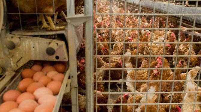 Das in Millionen verseuchten Eiern gefundene Insektizid Fipronil wurde auch in deutschen Legehennen-Betrieben als Reinigungsm
