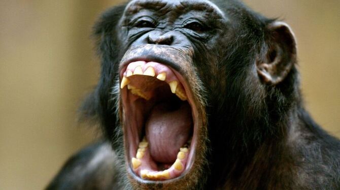 Ein Schimpanse zeigt im Krefelder Zoo seine Zähne. Schimpansen reagieren enttäuscht, wenn sie von ihren menschlichen Partnern ni