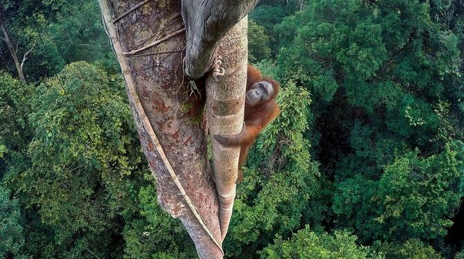Schwindelerregende Perspektive: Ein Orang-Utan im Regenwald. Fotograf Tim Lamann darf sich »Wildlife Photographer of the Year« n