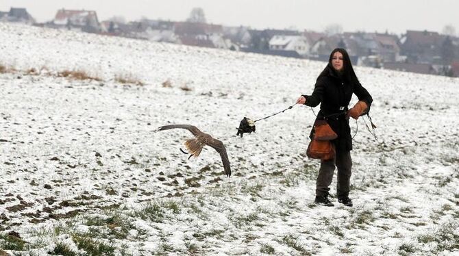 Mit Karacho versucht der junge Falke, die Beute-Attrappe, zu erwischen, die Falknerin Vanessa Müller an einer kurzen Leine durch die Luft wirbelt.  GEA-FOTO: PACHER