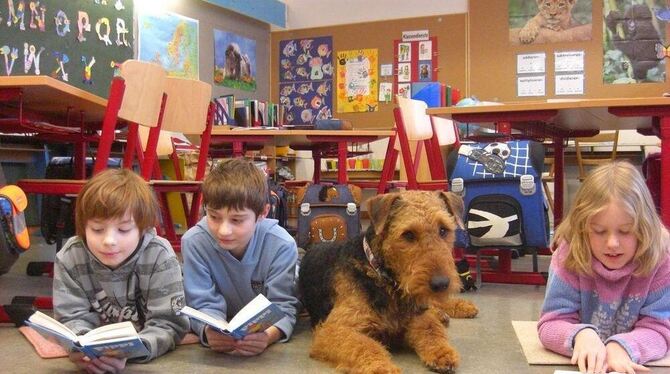 Schulhund Rudi ist für die Mägerkinger Grundschüler ein charmanter Klassenkamerad. FOTO: PR Schulhund Rudi ist für die Mägerkinger Grundschüler ein charmanter Klassenkamerad. FOTO: PR
