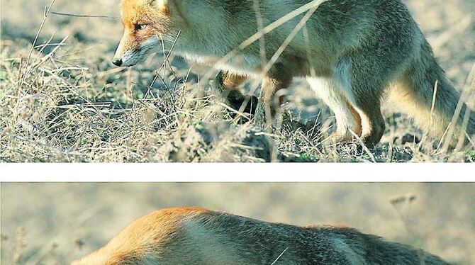 Wenn ihm keine Speisereste »serviert« werden, jagt der Fuchs bevorzugt Mäuse.  FOTO: DPA