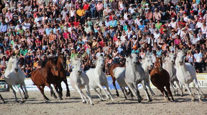 Immer wieder schön: Ohne die »Silberne Herde«, Marbachs freilaufende Vollblutaraberstuten, ist keine Hengstparade denkbar. Insge Immer wieder schön: Ohne die »Silberne Herde«, Marbachs freilaufende Vollblutaraberstuten, ist keine Hengstparade denkbar. Insge