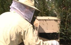 Sebastian Ganzer sammelt einen Bienenschwarm ein.