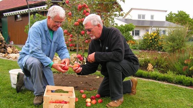 Erntezeit im Lehrgarten des OGV: Hans-Otto Futter (links) und Herbert Kech interessieren sich für den Sonnenbrand der Äpfel.  FO