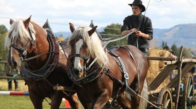 Großes Vertrauen zwischen Mensch und Pferd ist vonnöten, um beim Pliezhäuser Fuhrmannstag erfolgreich abzuschneiden.  FOTO: FINI