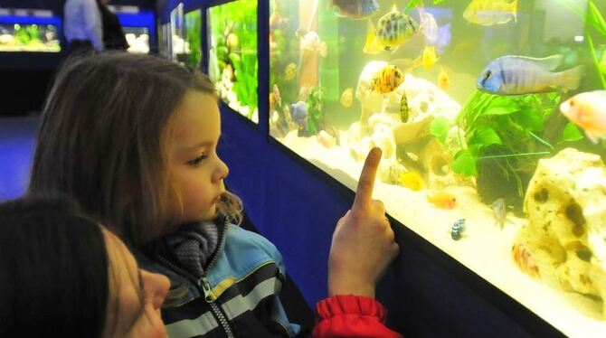 In rund 40 Glasbecken konnten Besucher bei der viertägigen Schau der Aquarien- und Terrarienfreunde im Mössinger Kleintierzüchte