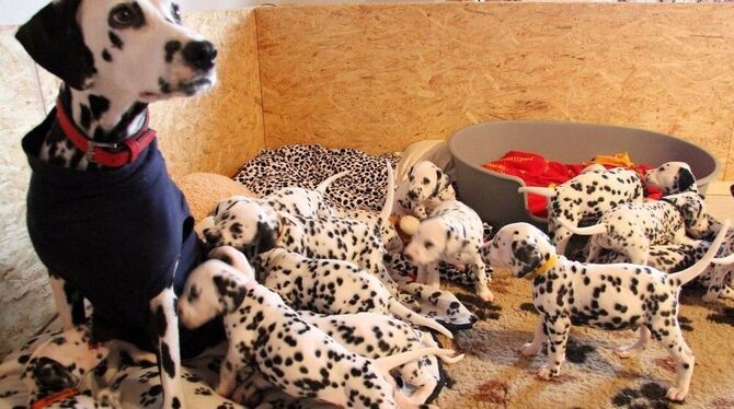 Ein Gewusel in Schwarz-Weiß. Bei der »Welpen-Hebamme« Sonja Scheu in Hülben sind 18 Dalmatiner auf die Welt gekommen. Sie ist mindestens genauso stolz wie die Hundemama »Mystic Marilyn«.  FOTO: PATRICIA KOZJEK