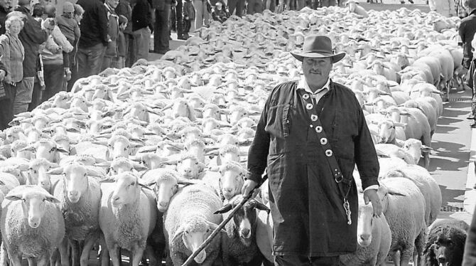 Auch wenn sie langsam Berühmtheit erlangen, scheuen Münsingens Schafe sowohl Applaus als auch Blitzlichtgewitter, auch sollten d