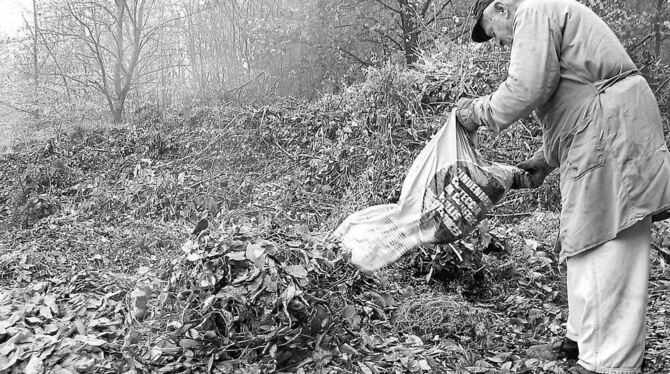 Bisher wanderte Häckselgut als eine Art Humus vor allem auf landwirtschaftliche Flächen – vor allem auf Ackerböden. Die neue Bio Bisher wanderte Häckselgut als eine Art Humus vor allem auf landwirtschaftliche Flächen – vor allem auf Ackerböden. Die neue Bio