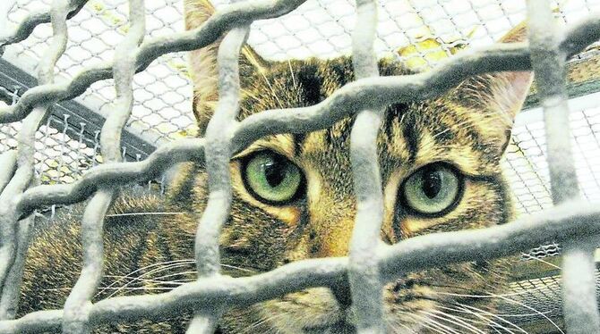 Tierheimmitarbeiter klagen über eine sich unkontrolliert vermehrende Katzenpopulation.  FOTO: DPA