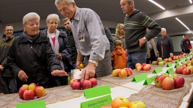 Von Ahrista bis Welschisner: Bei der Apfelsorten-Ausstellung gab es viel zu entdecken. FOTOS: SCHREIER
