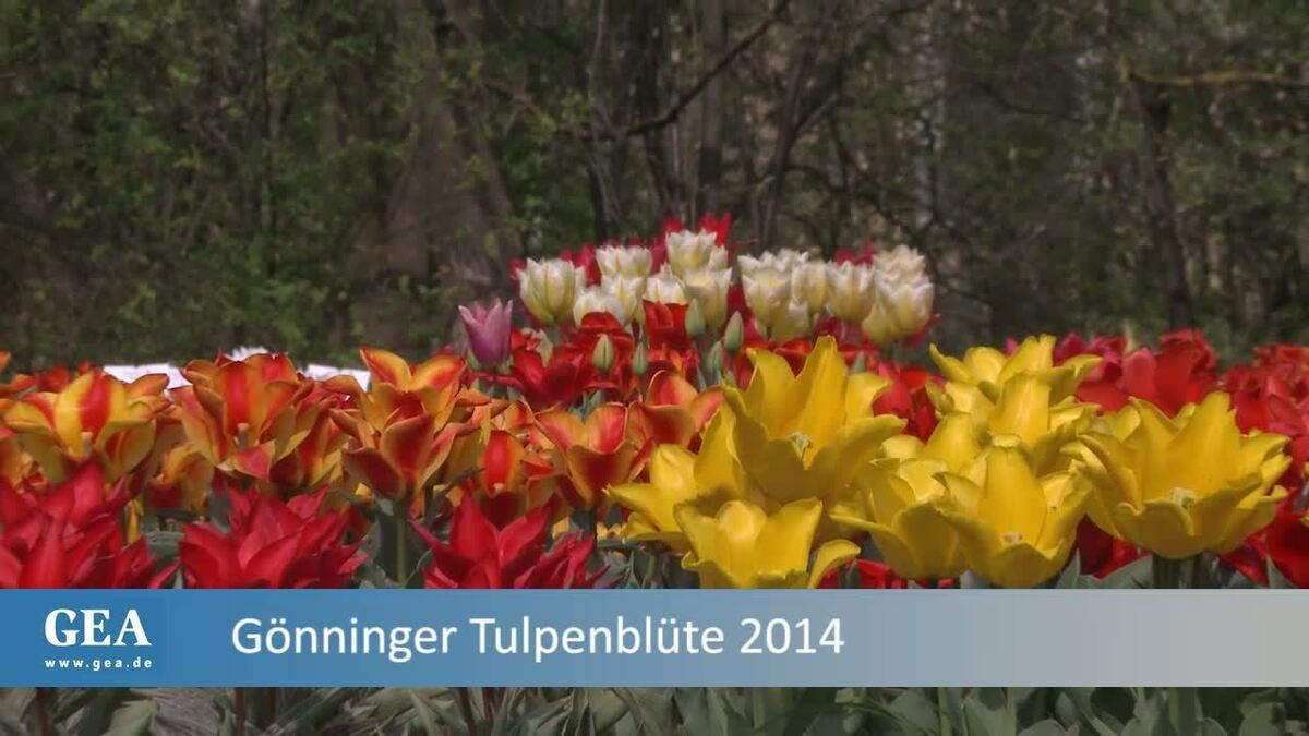 Tulpenblüte Gönningen 2014