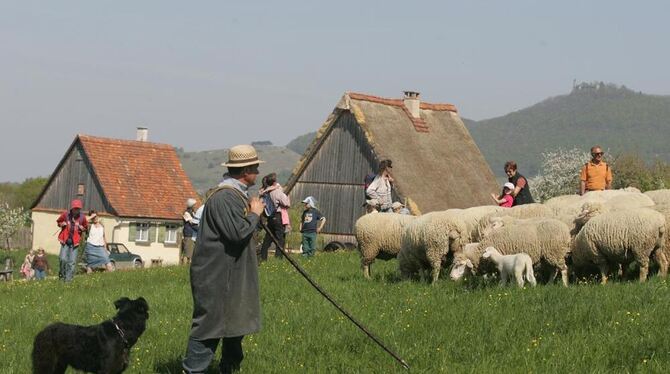 Schäfer und Schafe präsentieren sich am Wochenende wieder im Freilichtmuseum Beuren.  ARCHIV-FOTO: PR