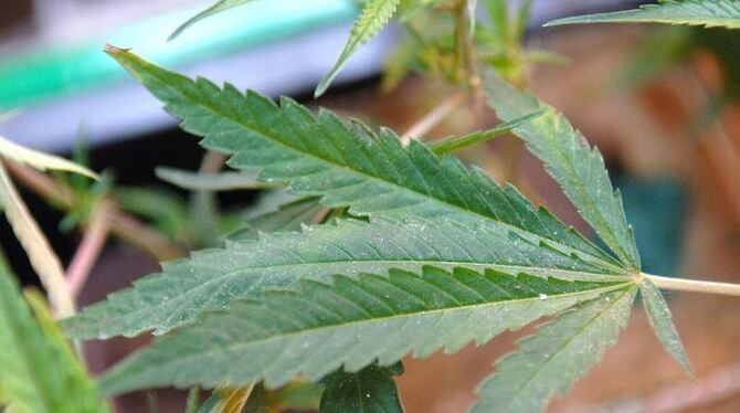 Das Kölner Verwaltungsgericht entscheidet, ob chronisch kranke Patienten die illegale Droge Cannabis zu Hause zu Therapiezwec