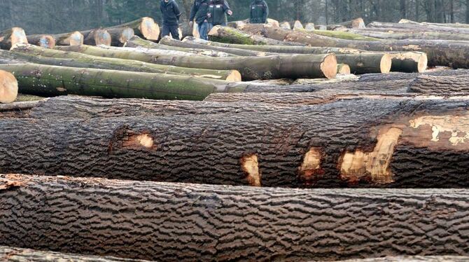 Zentraler Holzverkauf: Das Bundeskartellamt will diesen zerschlagen, um im Wald mehr Wettbewerb zuzulassen.  FOTO: DPA