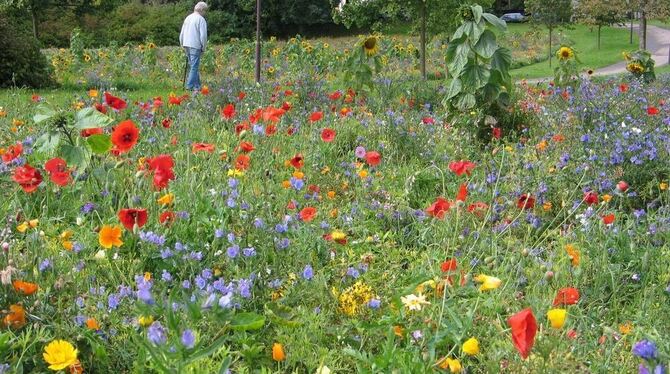 Schön anzuschauen: Hayingens Bürgergarten. Mitten in den Blumenwiesen gibt’s sonntags auch Kaffee und Kuchen. GEA-FOTO: OELKUCH