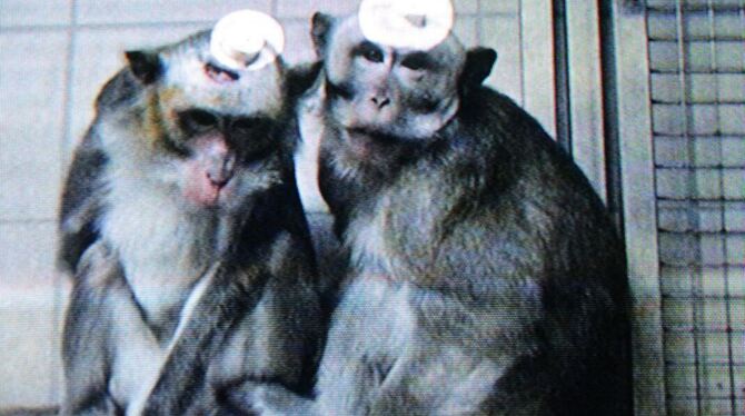 Verstörende Bilder von Tierversuchen zeigte die Soko Tierschutz in Stern TV. GEA-FOTO: JÜRGEN MEYER