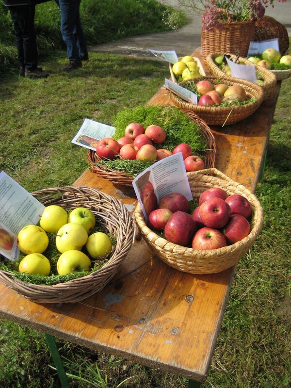 Erntefest am Calverbühl und Apfelfest beim Obst- und Gartenbauverein Metzingen 2014
