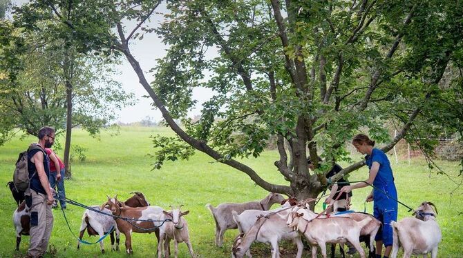 Können über ihren Auftrag nicht meckern: Zehn Ziegen delektieren sich neuerdings am saftigen Grün des »Monte Kiki« und machen de