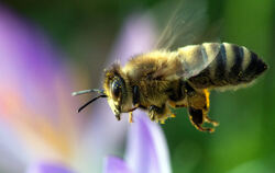 Die Landwirtschaft ist, wie die meisten anderen Pflanzenerzeuger auch, auf die Bienen angewiesen. Foto: dpa 