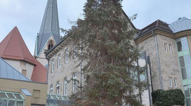 Der große, im Boden verwurzelte Weihnachtsbaum bei der Kirche in der Dettinger Ortsmitte erlebt sein letztes Fest. Er muss gefäl