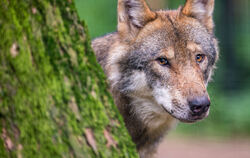 Symbolfoto: Ein Wolf schaut in einem Wildpark hinter einem Baum hervor. Auch bei Römerstein wurde nun einer gesichtet, er ist in