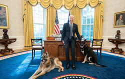Joe Biden mit Champ und Major im Oval Office im Februar 2021.  FOTOS: WEISSES HAUS