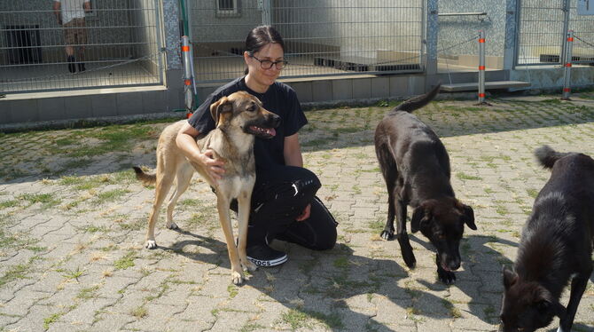 Das Tierschutzzentrum in Pfullingen kümmert sich um Hunde aus Rumänien.  FOTO: TIERSCHUTZZENTRUM