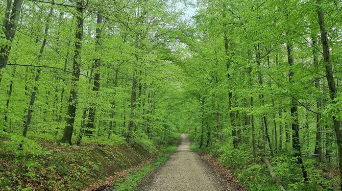 Grüner Wald im Ermstal.