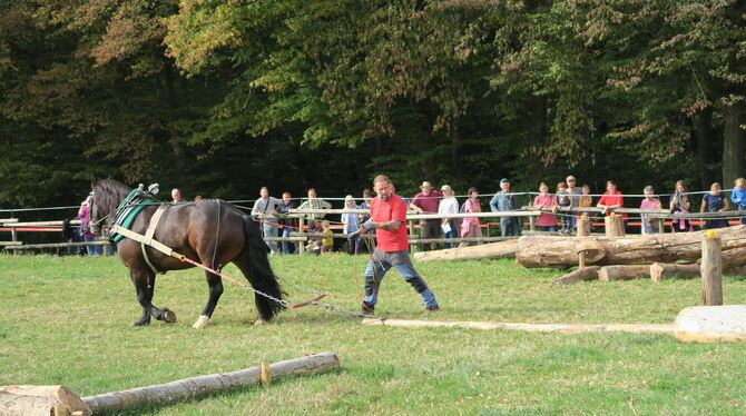 Norbert Wiest und sein Pferd Nelmar zeigen auf dem Holzrückeparcours ihr Können.