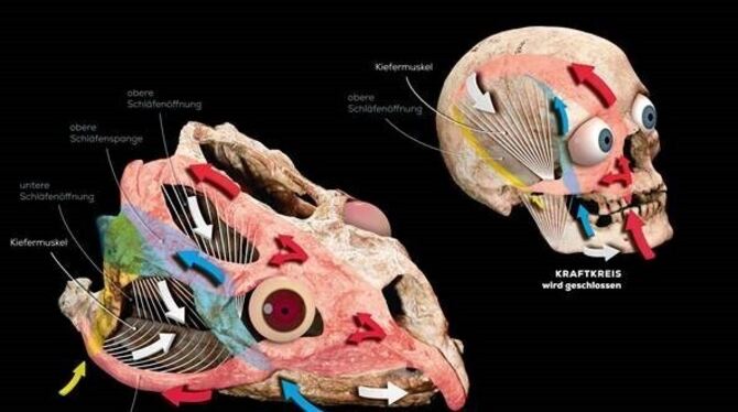 Kräfte, die beim Fressen auf den Schädel einwirken, beim Menschen (oben rechts) und einem frühen Saurier (Stenaulorhynchus stock