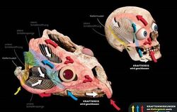 Kräfte, die beim Fressen auf den Schädel einwirken, beim Menschen (oben rechts) und einem frühen Saurier (Stenaulorhynchus stock