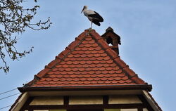 Ein Storch hat sich auf dem Dach des alten Belsener Fortshauses in der Ortsmitte für zwei Stunden niedergelassen.   