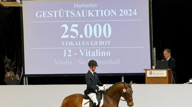 Das teuerste Pferd am Samstag: Vitalino ging für 25.500 Euro an seinen neuen Besitzer.