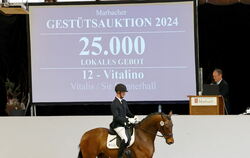 Das teuerste Pferd am Samstag: Vitalino ging für 25.500 Euro an seinen neuen Besitzer. 