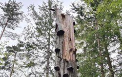 Ein Habitatbaum wie aus dem Bilderbuch: Im Hohensteiner Wald gibt’s einige Ecken, die die Gemeinde fürs klimaangepasste Waldmana