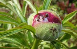 Ohne Ameisen, die es auf den klebrigen Saft abgesehen haben, könnte sich die Blüte der Pfingstrose nicht entfalten.  FOTO: KÜNK