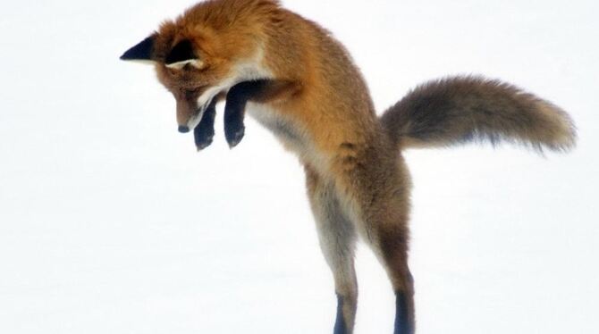 Sportliche Jägerin: Diese Serie einer Mäuse jagenden Fuchsfähe (so heißt das weibliche Tier) gelang der Gomadinger Naturfotograf