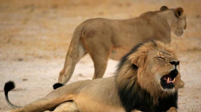 Die Tötung des 13-jährigen »Cecil« hat in der vergangenen Woche weltweit Empörung ausgelöst. Foto: Zimbabwe Parks And Wildlif