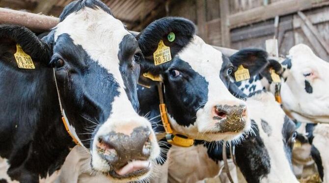 Milchkühe stehen in einem Stall in Hohenwestedt (Schleswig-Holstein). Foto: Markus Scholz/Illustration