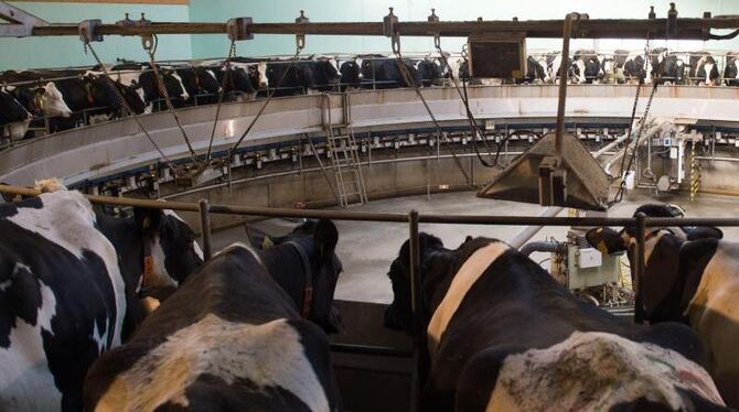 Viele Milchbauern sind in Bedrängnis, weil der Preis für ein Kilo Rohmilch auf weniger als 30 Cent eingebrochen ist. Foto: Se